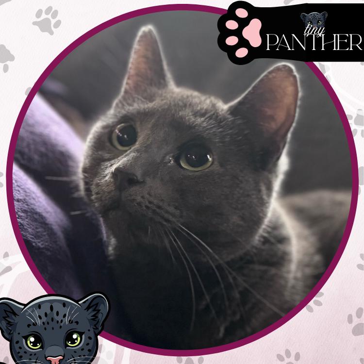 Enlarge Cambridge, a Adoptable Domestic Short Hair in Toms River, NJ image 1/6
