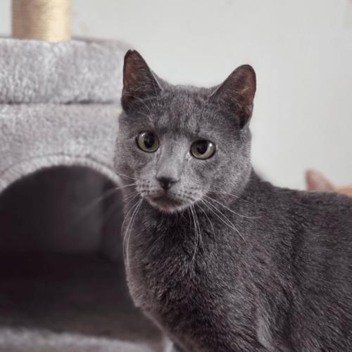 Cambridge, Adoptable, Young Female Domestic Short Hair.