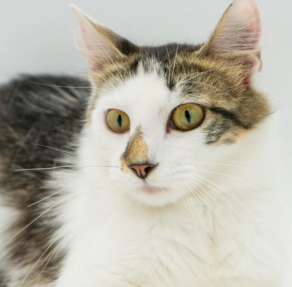 Remarkable Remi! She's THE CUTEST and sweetest! VIDEO - possible therapy cat, an adoptable Ragdoll, Turkish Van in Bedford Hills, NY, 10507 | Photo Image 3