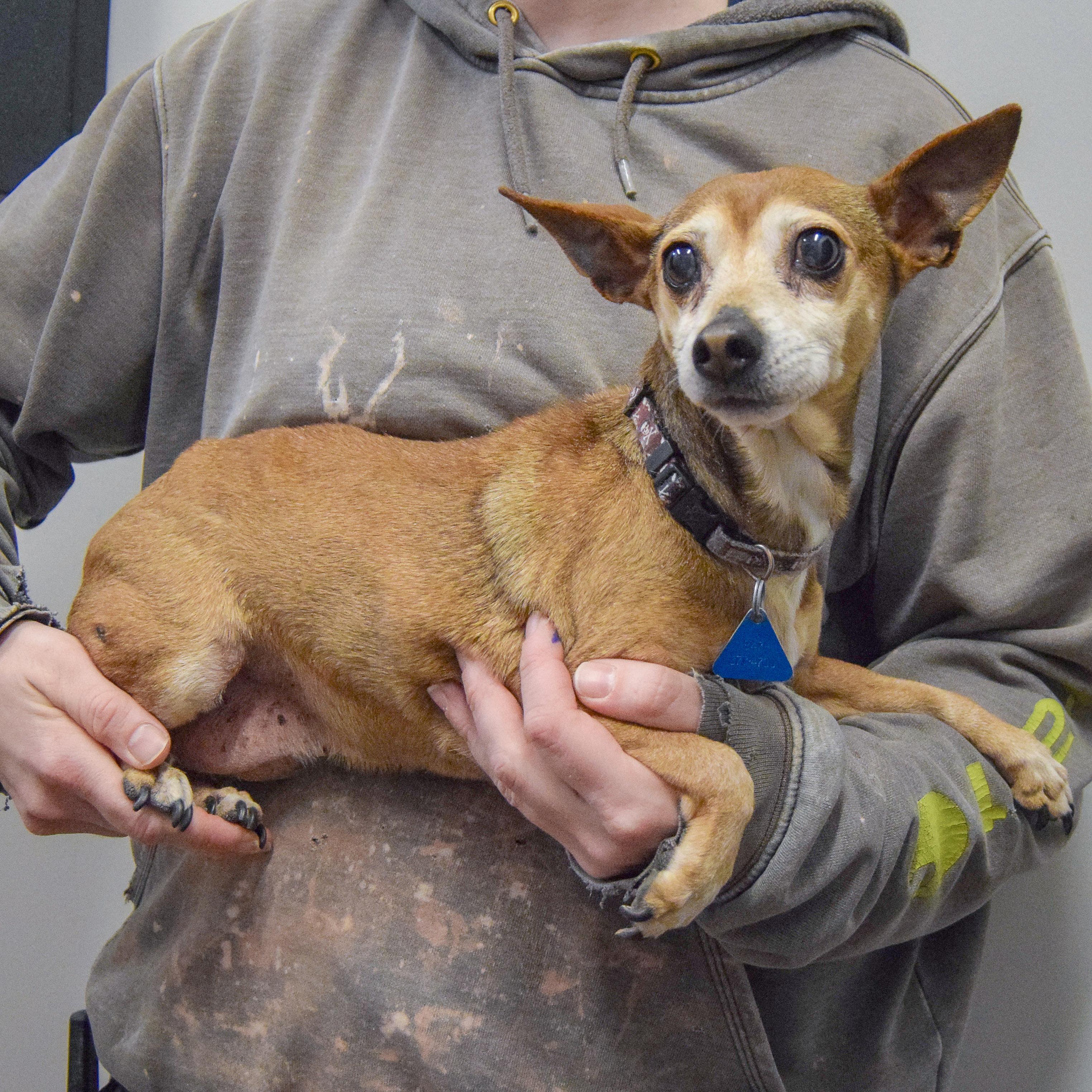 Enlarge Samantha, an adopted mixed breed in Huntley, IL image 3/6