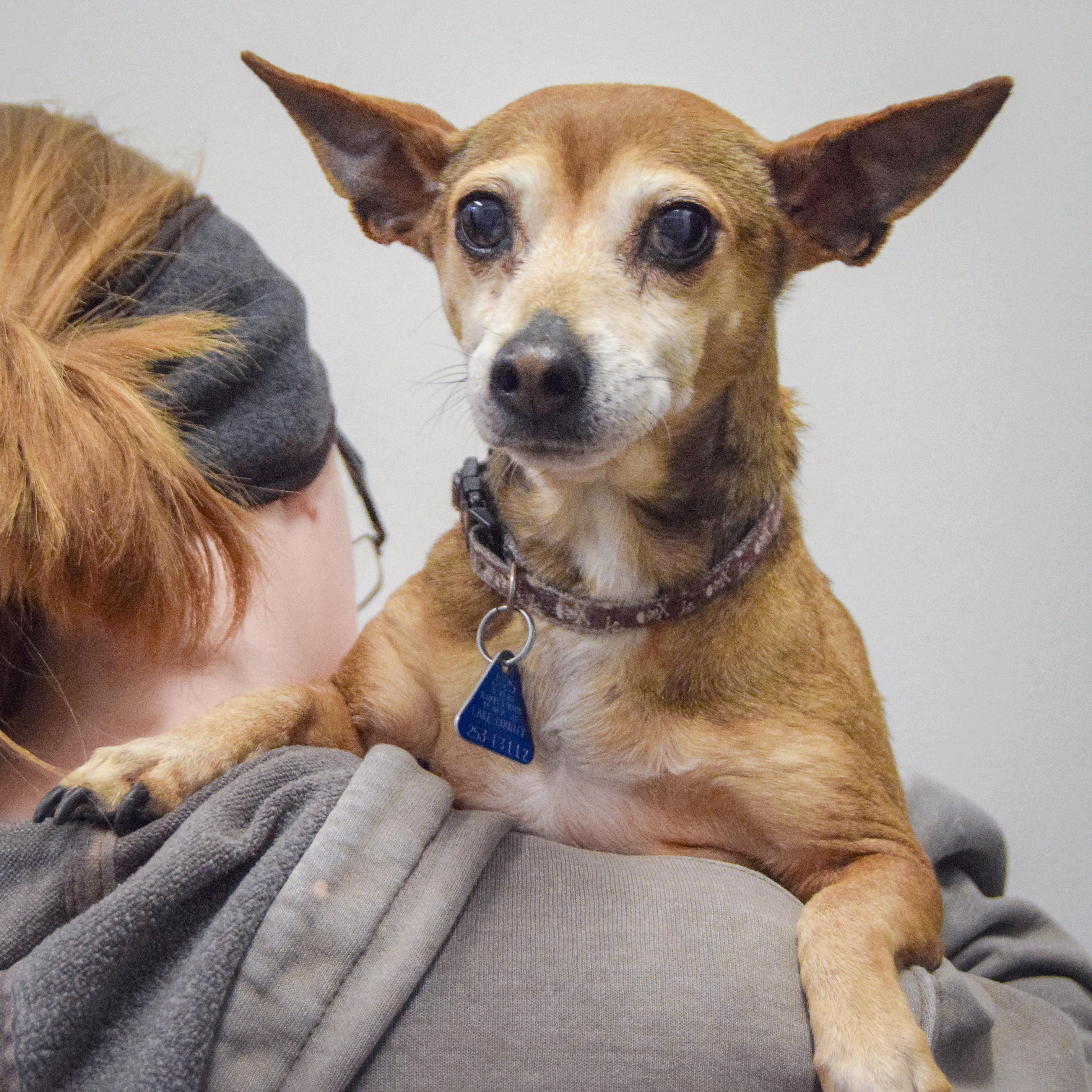 Enlarge Samantha, an adopted mixed breed in Huntley, IL image 6/6