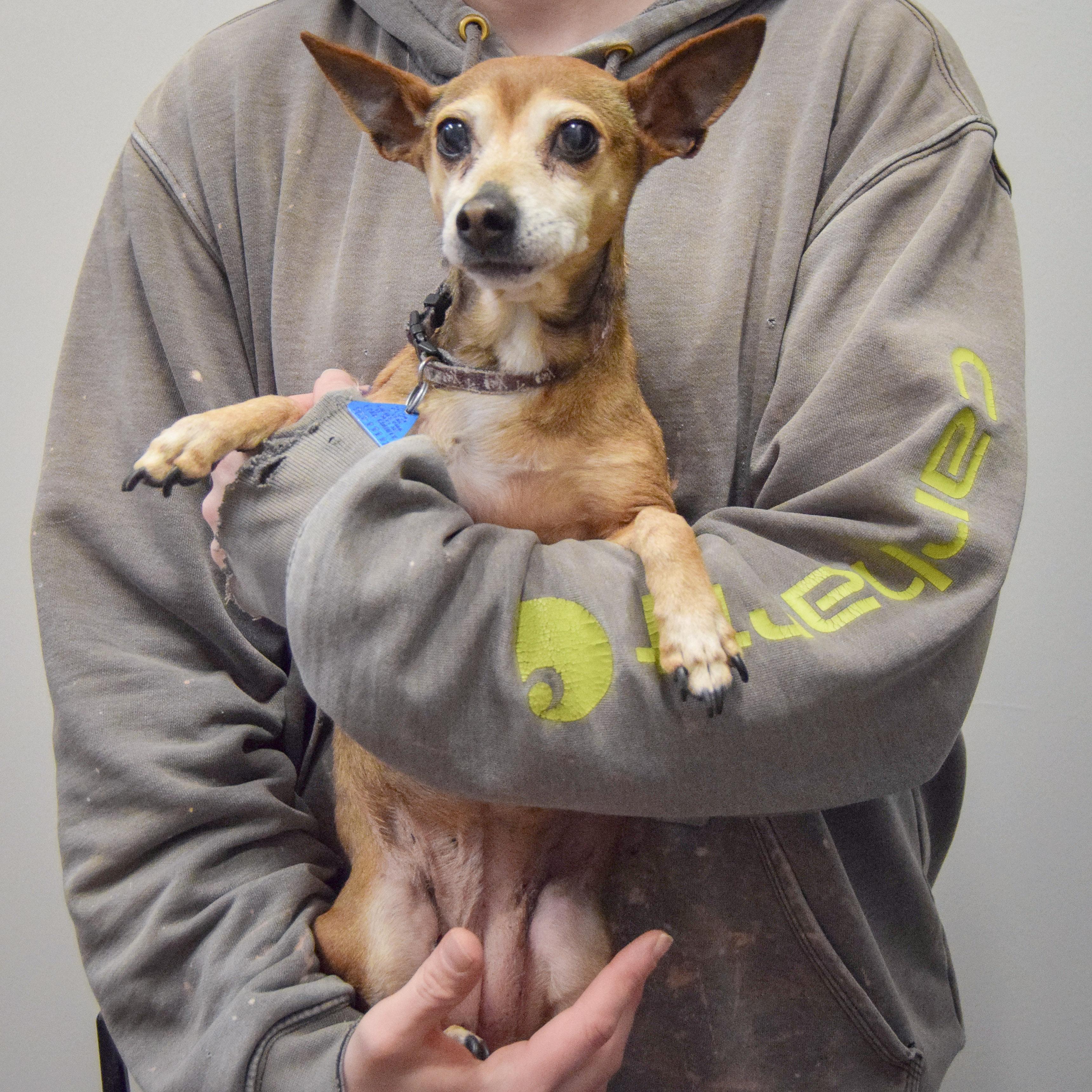 Enlarge Samantha, an adopted mixed breed in Huntley, IL image 5/6