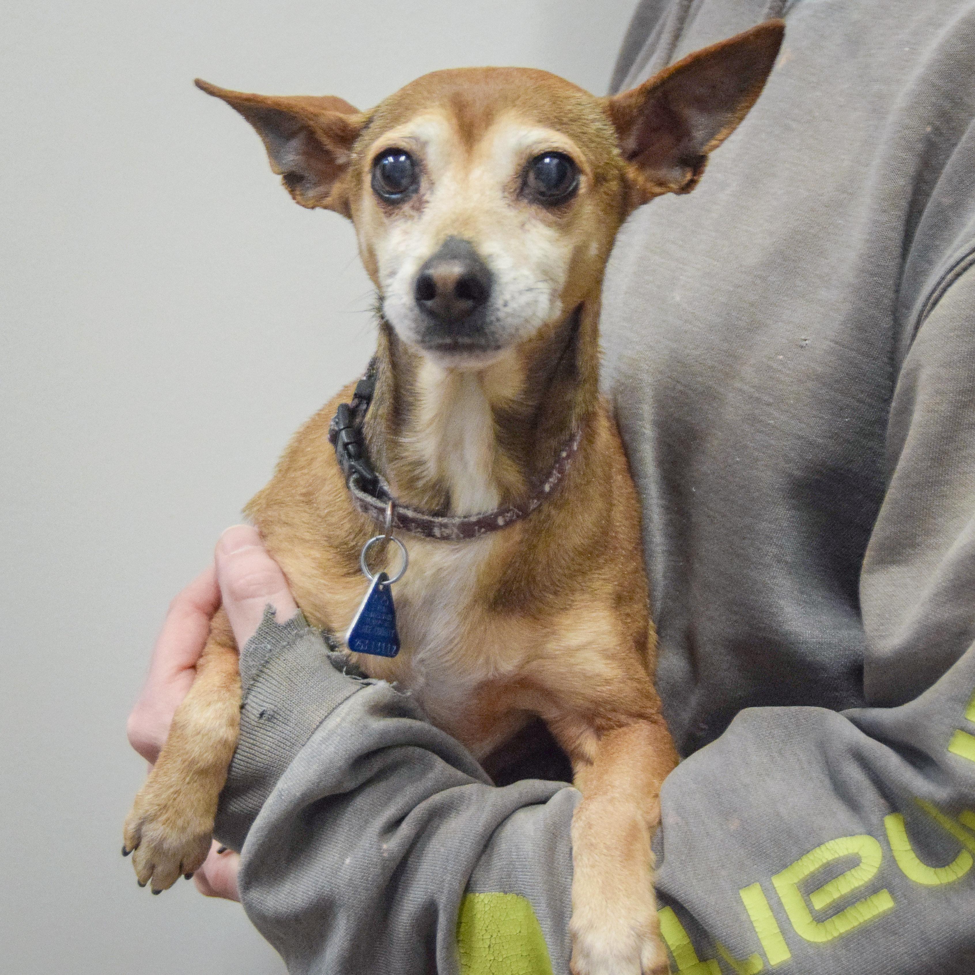 Enlarge Samantha, an adopted mixed breed in Huntley, IL image 4/6