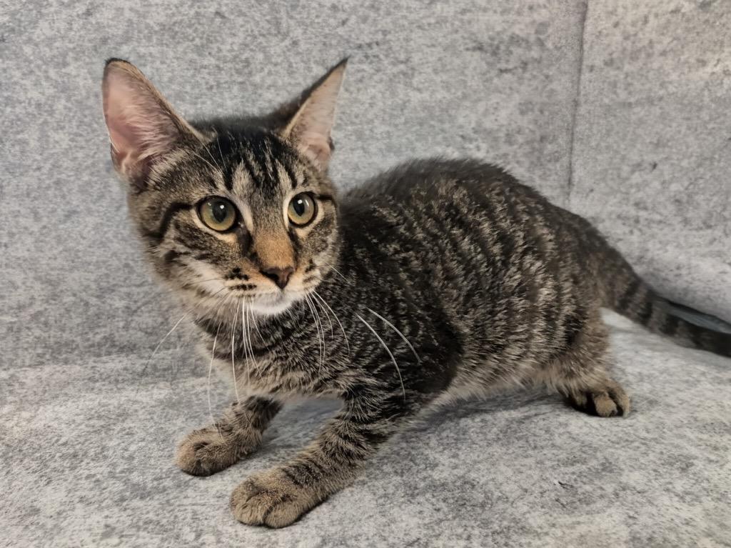 Enlarge Brandy-$75 Cat Adoption Promo!, a Adopted mixed breed in Fort Myers, FL image 1/3