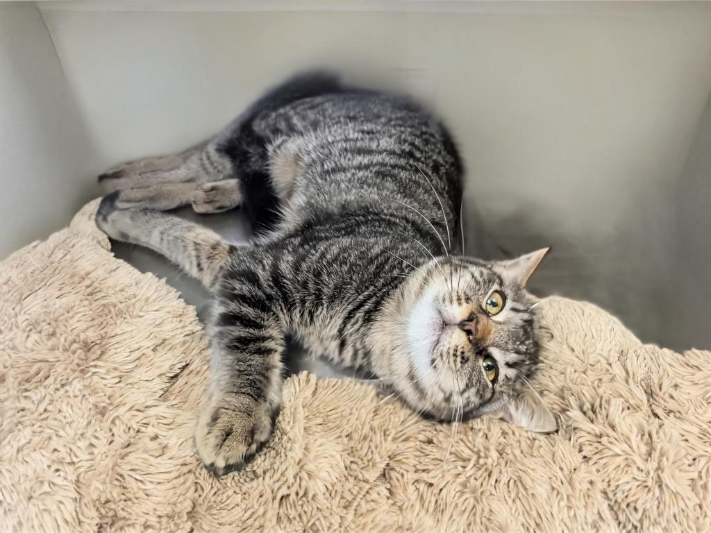 Brandy-$75 Cat Adoption Promo!, Adoptable, Young Female Domestic Medium Hair.