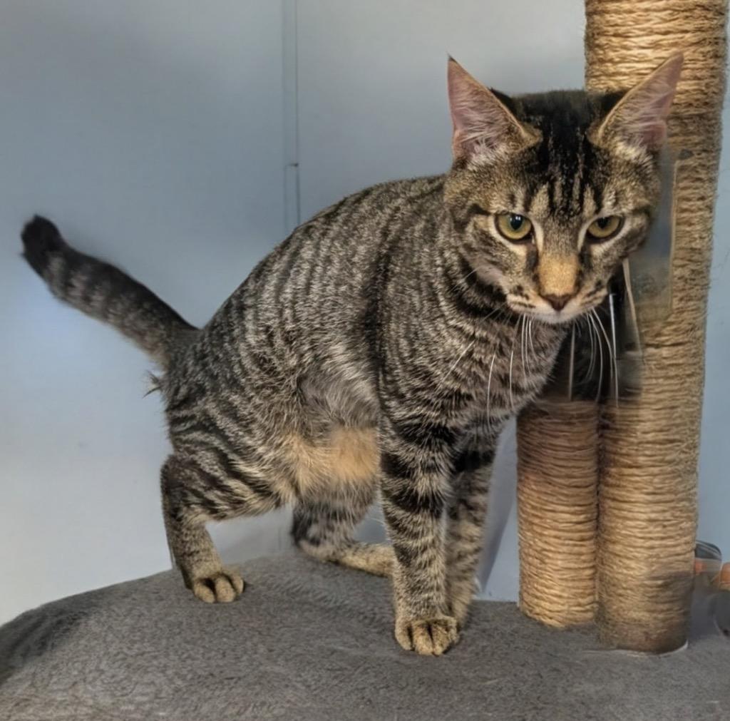 Brandy-$75 Cat Adoption Promo!, a Adoptable mixed breed in Fort Myers, FL image 2/3