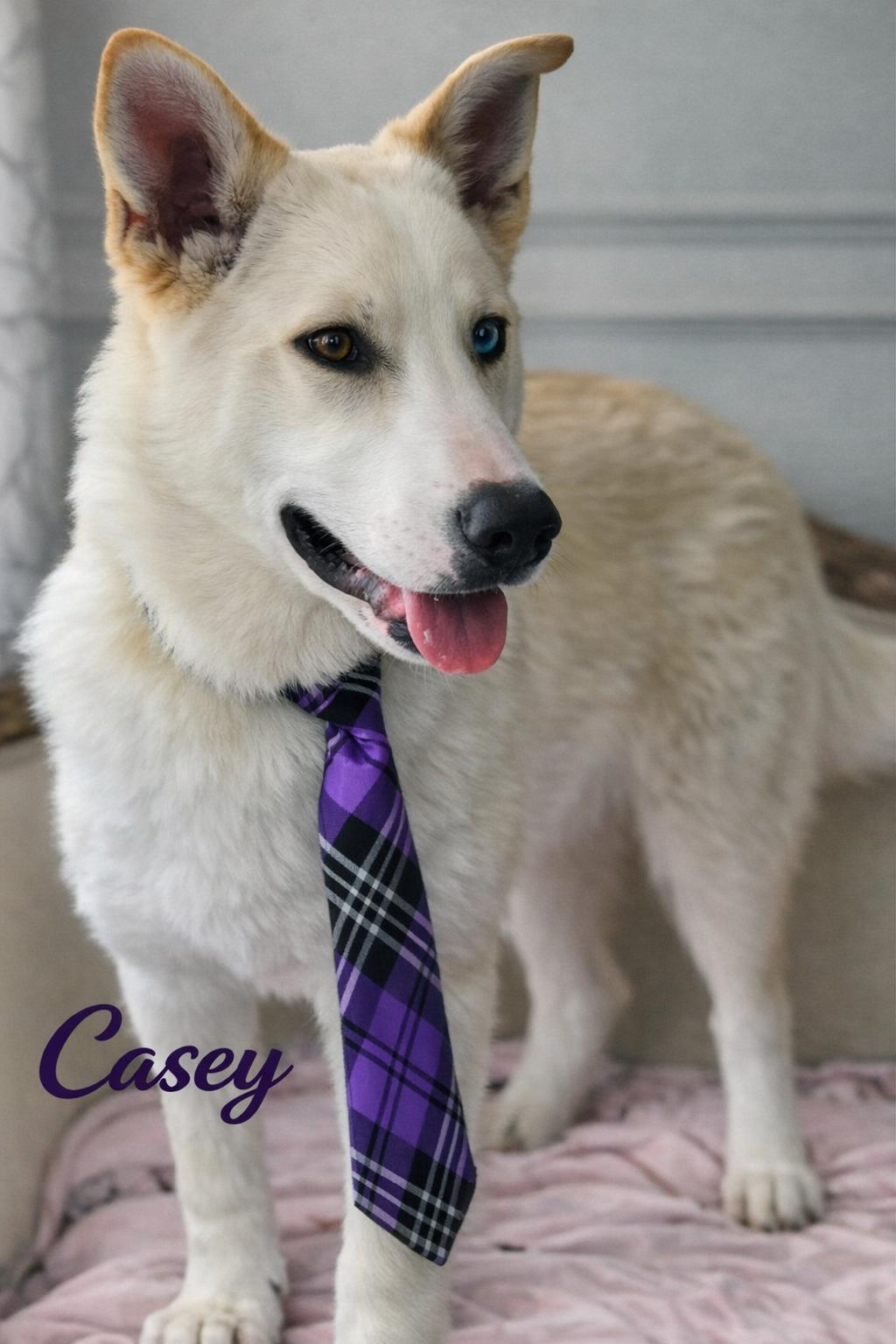 Casey, adopted, Young Male Husky & Shepherd.