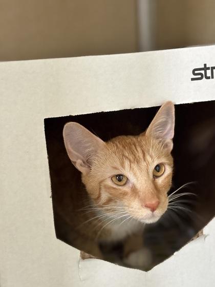 Cupid, Adoptable, Adult Male Domestic Short Hair & Domestic Short Hair.