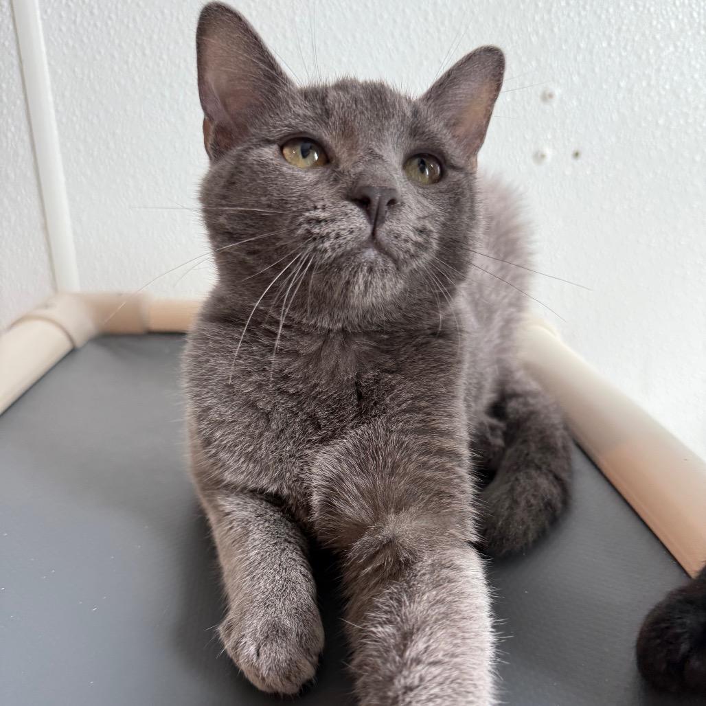 Ledger, Adoptable, Young Male Domestic Short Hair.