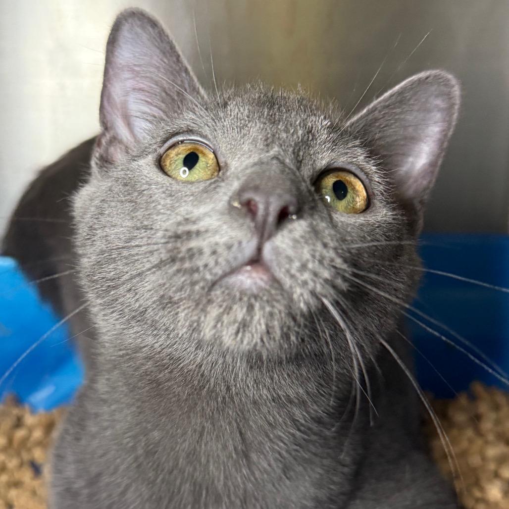 Enlarge Ledger, a Adoptable Domestic Short Hair in Brevard, NC image 2/6