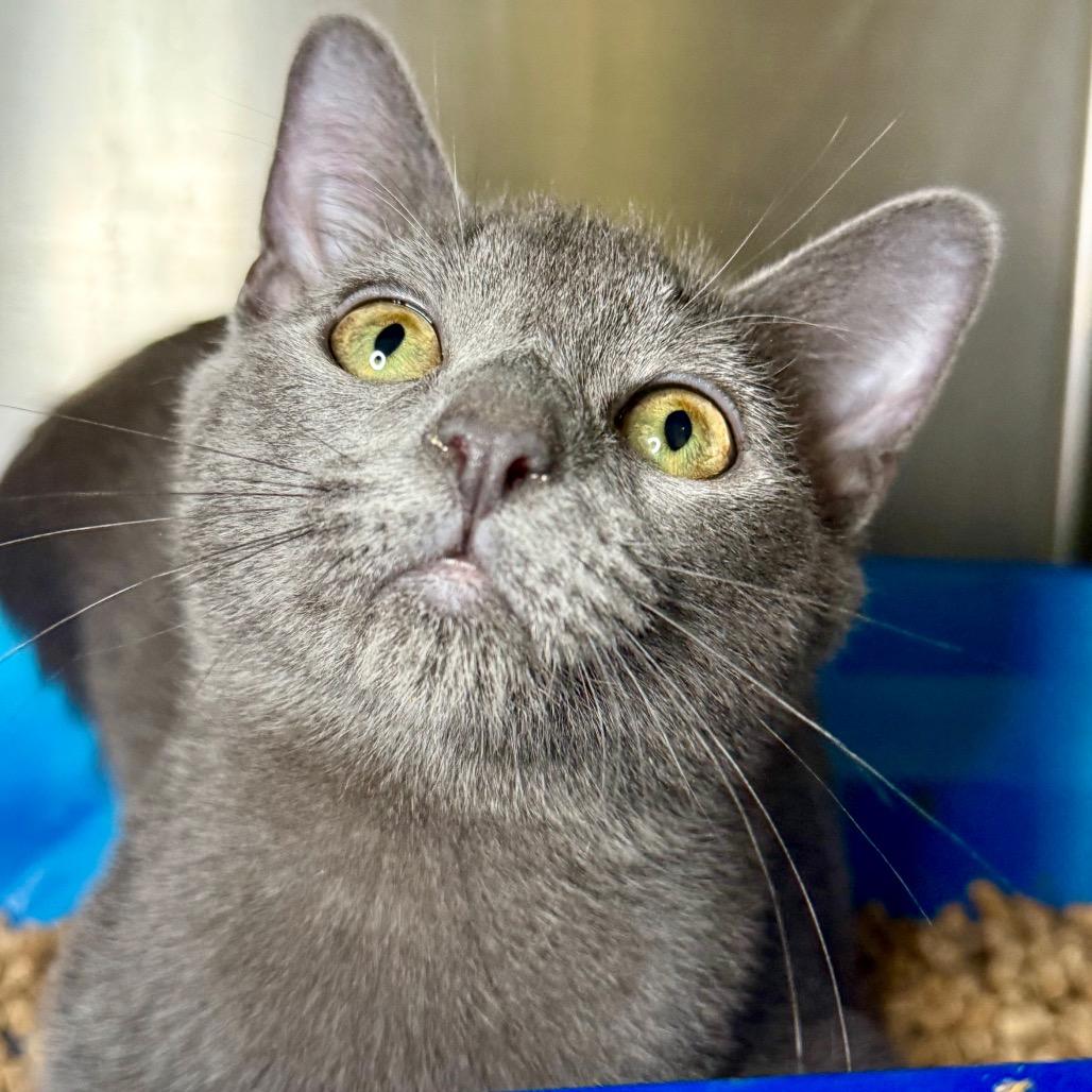 Enlarge Ledger, a Adoptable Domestic Short Hair in Brevard, NC image 3/6