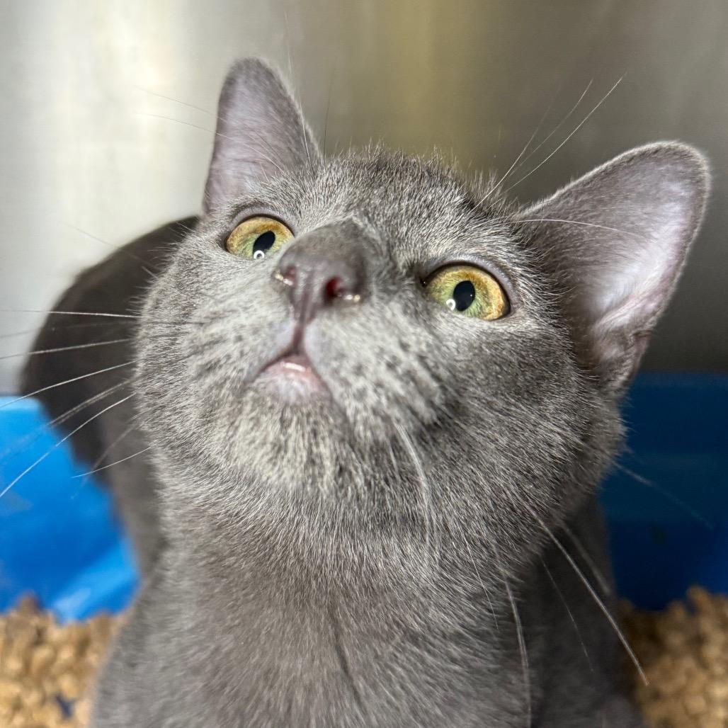 Enlarge Ledger, a Adoptable Domestic Short Hair in Brevard, NC image 4/6