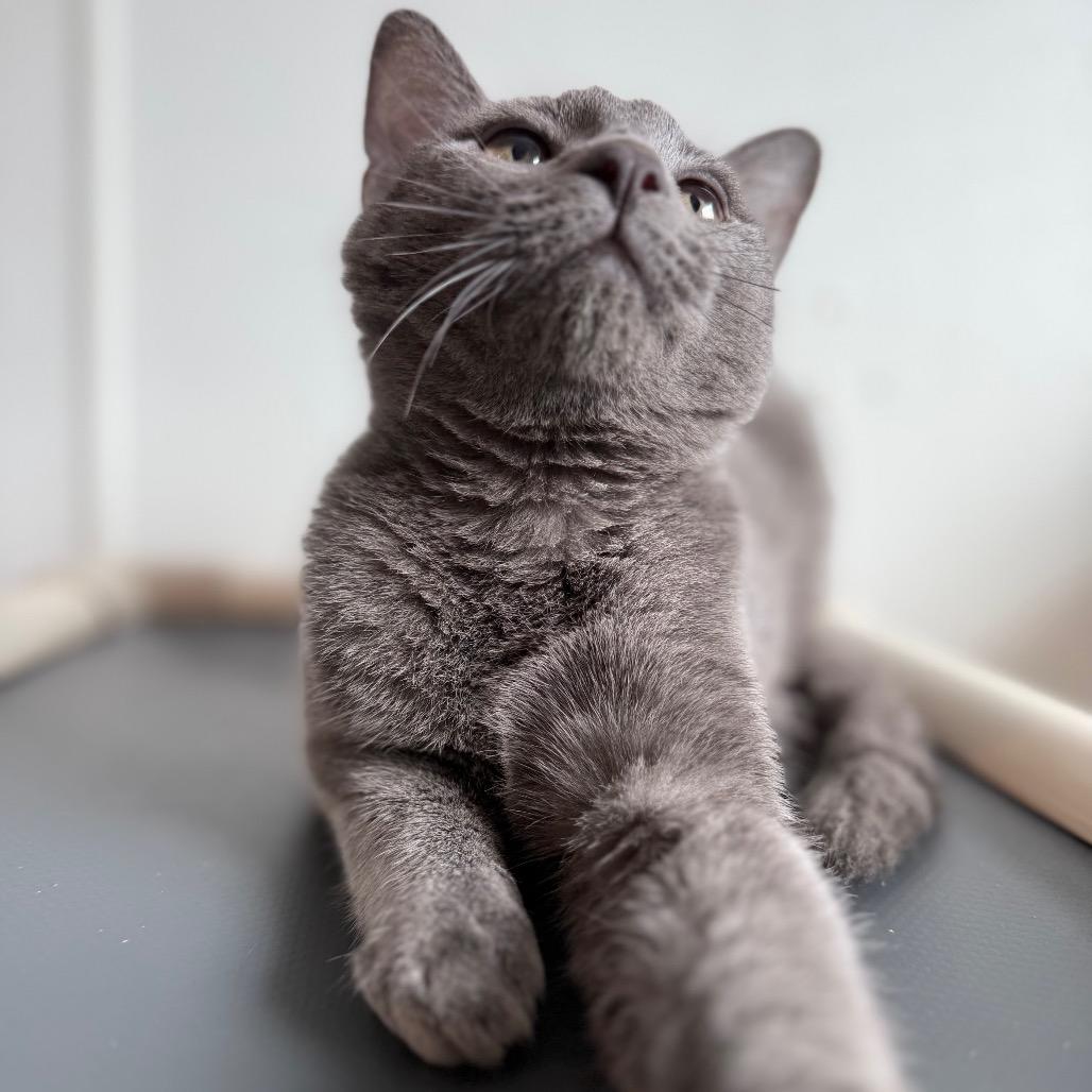 Enlarge Ledger, a Adoptable Domestic Short Hair in Brevard, NC image 5/6