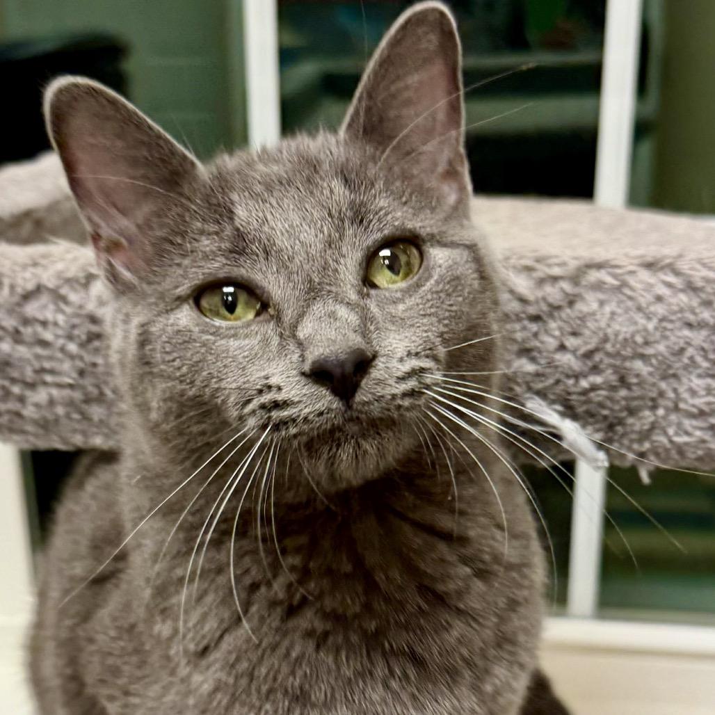 Enlarge Ledger, a Adoptable Domestic Short Hair in Brevard, NC image 6/6