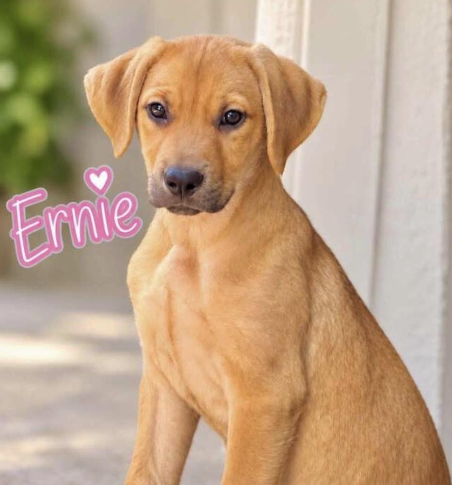 Ernie, Adoptable, Puppy Male Labrador Retriever & Terrier.