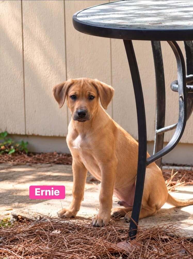 Enlarge Ernie, a Adoptable mixed breed in Saugus, MA image 2/5