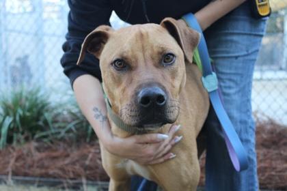 Enlarge Rumble, a Adoptable mixed breed in Brunswick, GA image 1/3