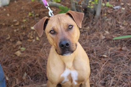 Enlarge Rumble, a Adoptable mixed breed in Brunswick, GA image 1/3