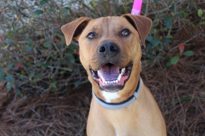 Enlarge Rumble, a Adoptable mixed breed in Brunswick, GA image 3/3