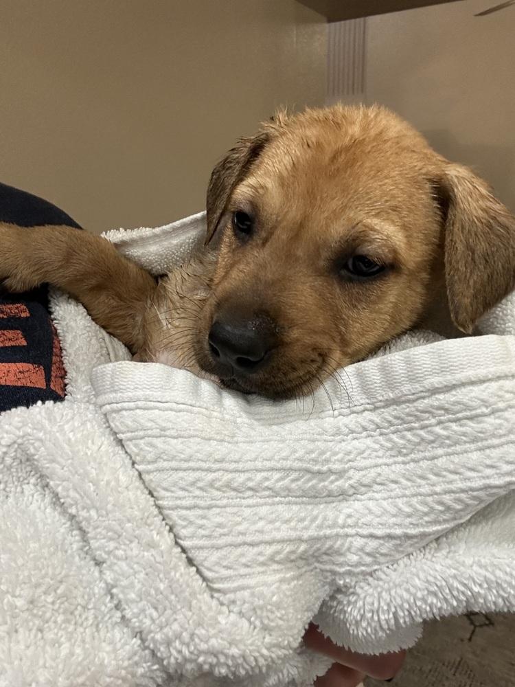 Grover, Adoptable, Puppy Male German Shepherd Dog.