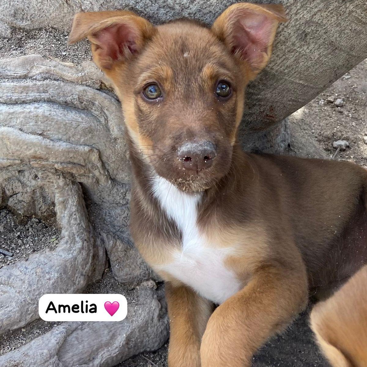 Enlarge Amelia, a ADOPTABLE Mixed Breed in Thornhill, ON image 2/5