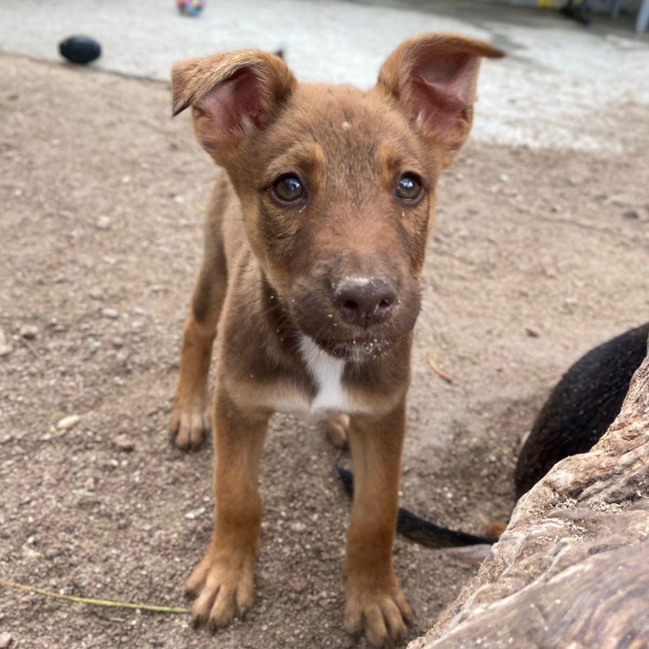 Enlarge Amelia, a ADOPTABLE Mixed Breed in Thornhill, ON image 5/5