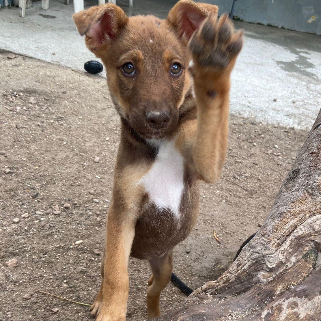 Enlarge Amelia, a ADOPTABLE Mixed Breed in Thornhill, ON image 1/5