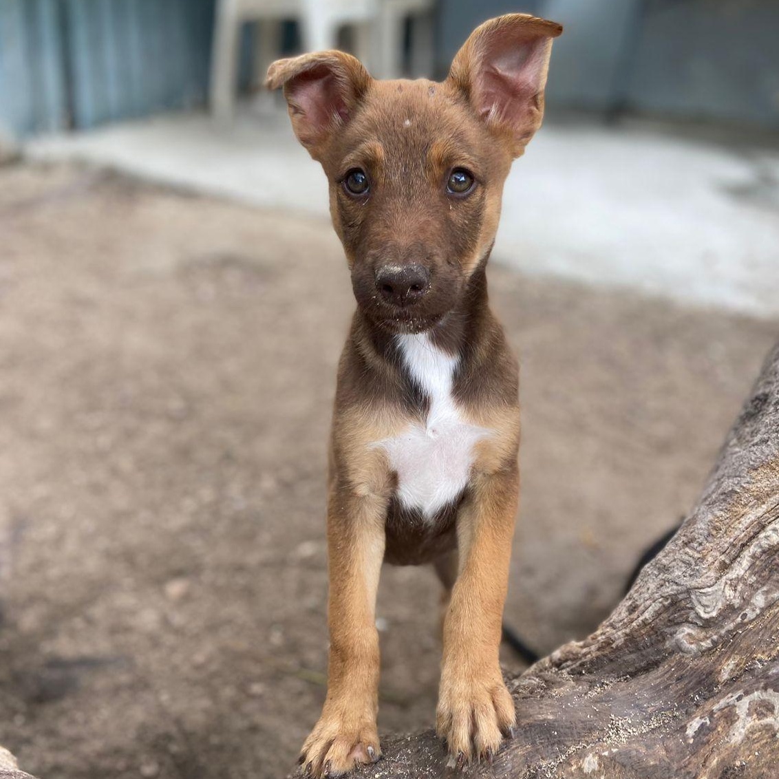 Enlarge Amelia, a ADOPTABLE Mixed Breed in Thornhill, ON image 4/5