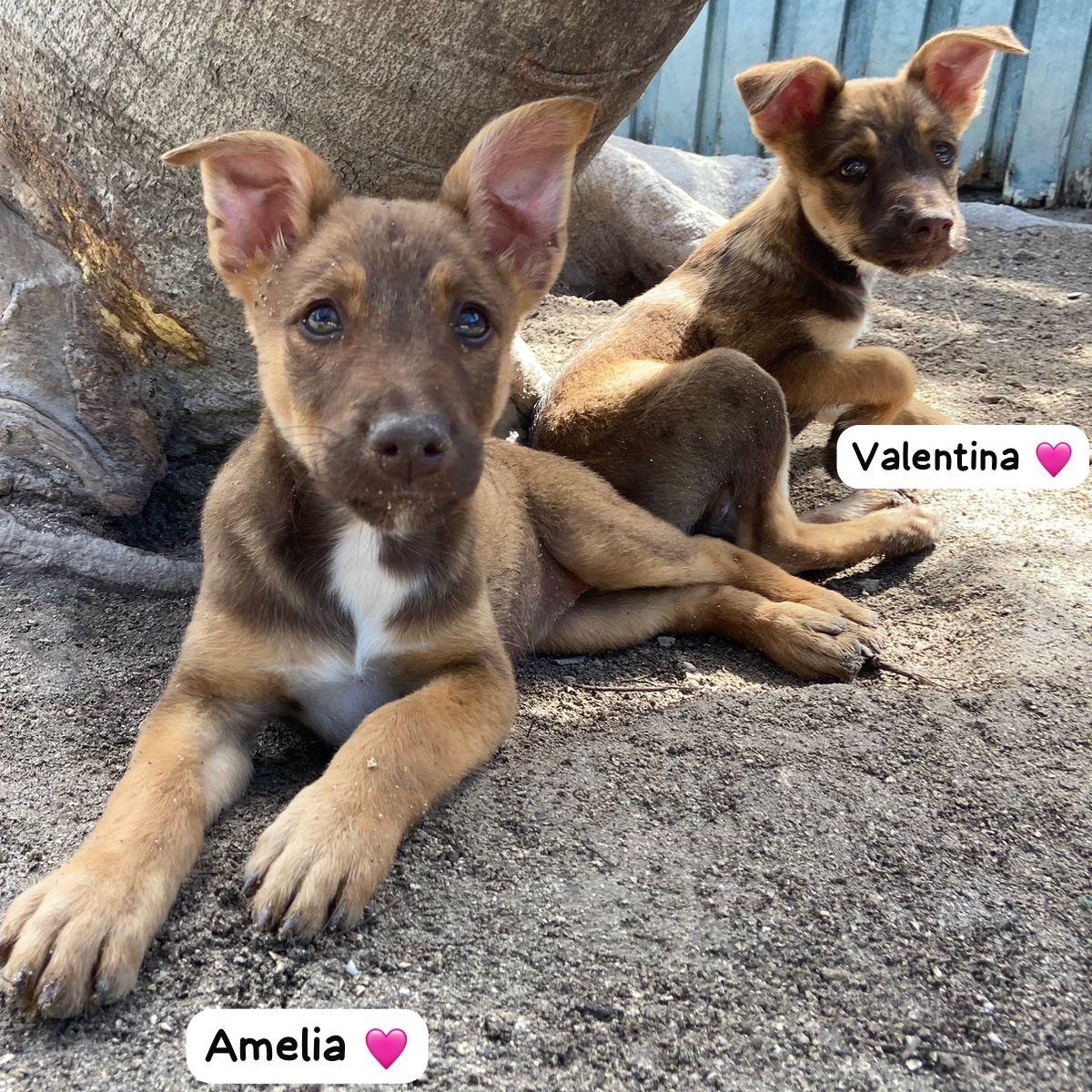 Enlarge Amelia, a ADOPTABLE Mixed Breed in Thornhill, ON image 3/5