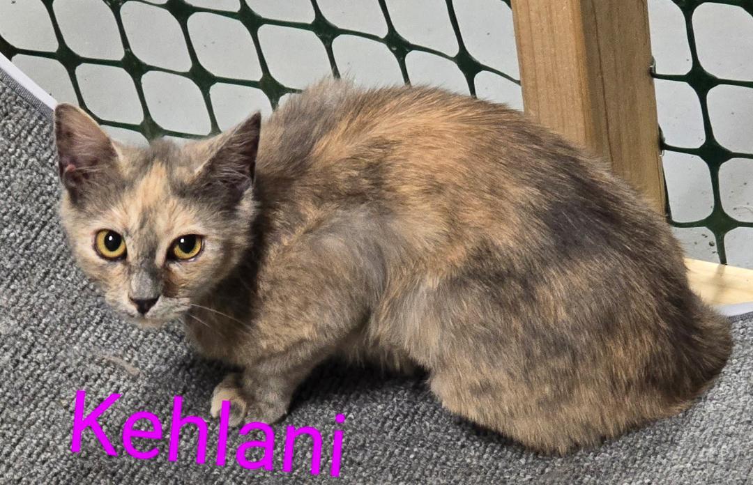 Enlarge Kehlani, an adopted mixed breed in Las Cruces, NM image 2/2
