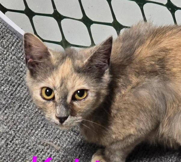 Kehlani, adopted, Young Female Dilute Tortoiseshell & Domestic Short Hair.