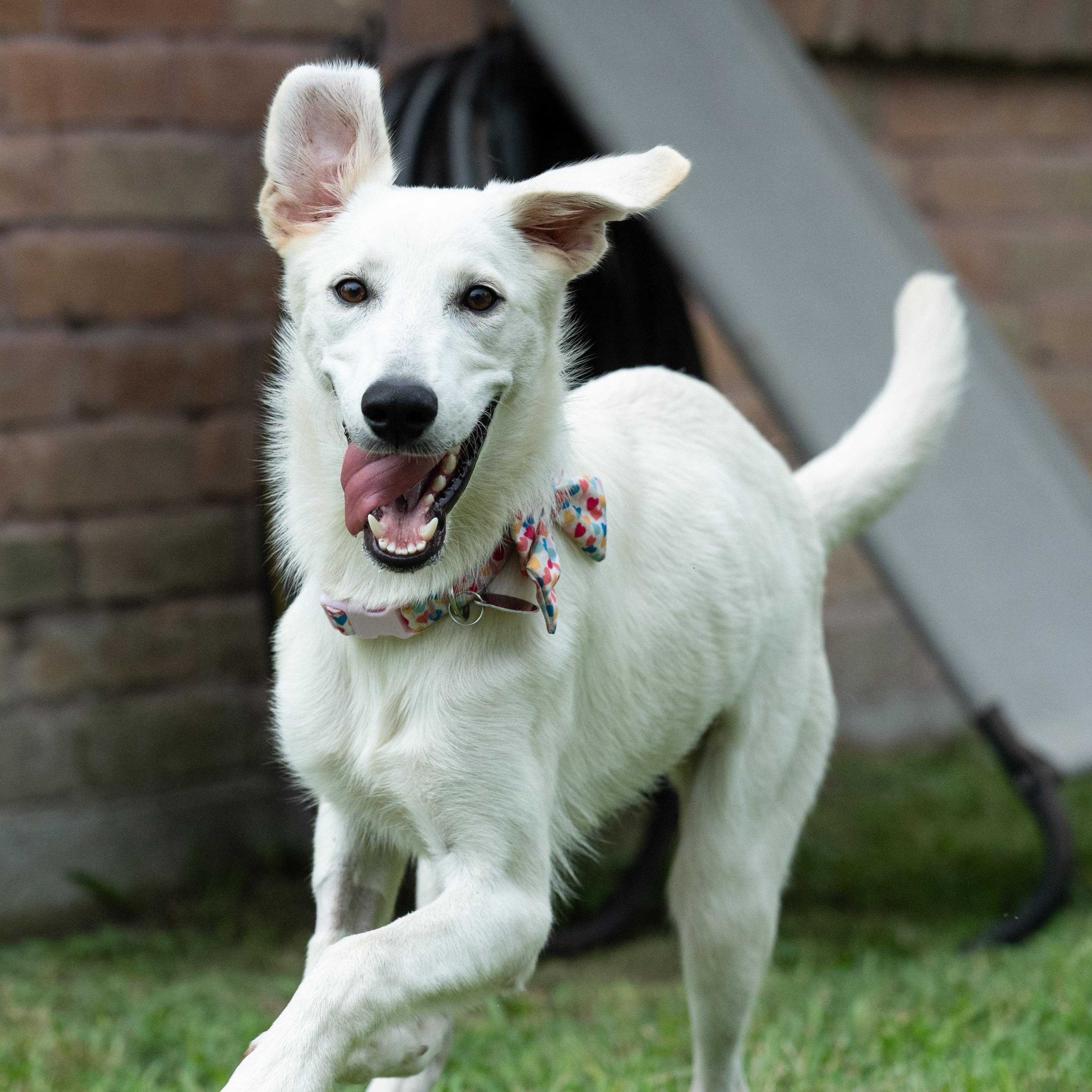 Sizzle, Adoptable, Young Female Mixed Breed.