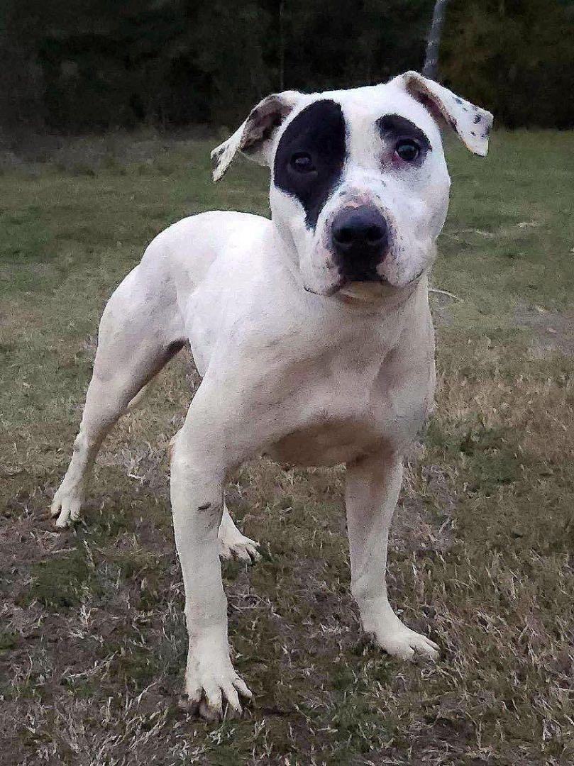 Fifi, ADOPTABLE, Adult • Female, American Staffordshire Terrier & Pit Bull Terrier.