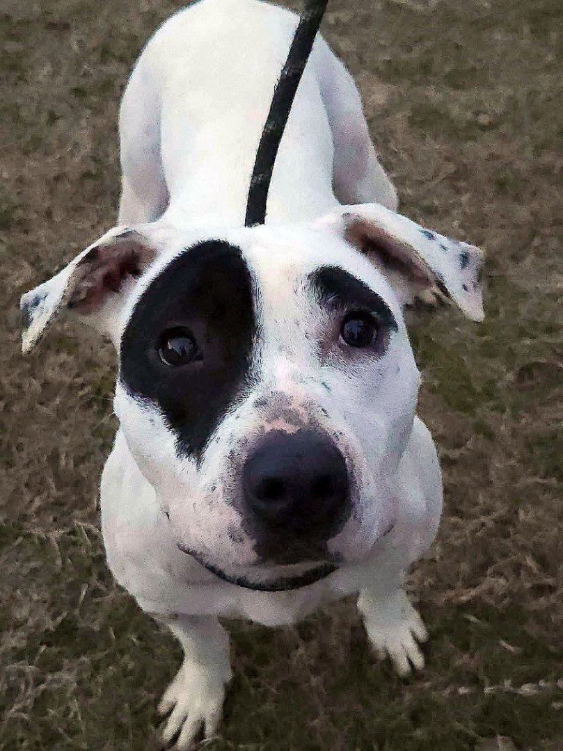 Enlarge Fifi, a Adoptable mixed breed in Ville platte, LA image 4/6