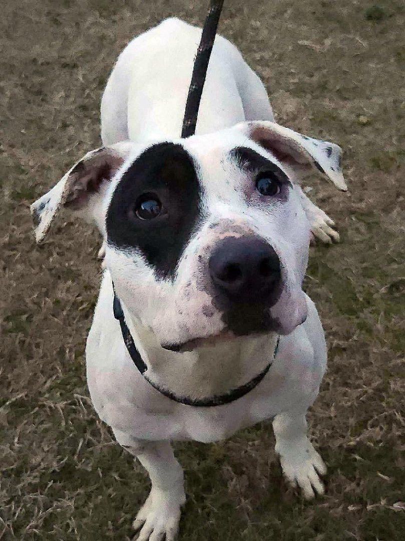 Enlarge Fifi, a Adoptable mixed breed in Ville platte, LA image 5/6