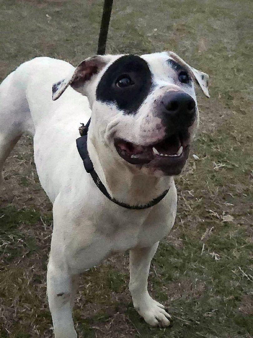 Enlarge Fifi, a Adoptable mixed breed in Ville platte, LA image 6/6
