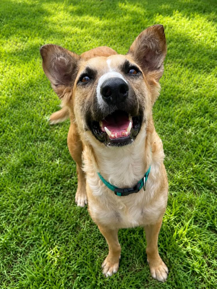 Enlarge ALESSA, a Adoptable mixed breed in Langley, BC image 2/6
