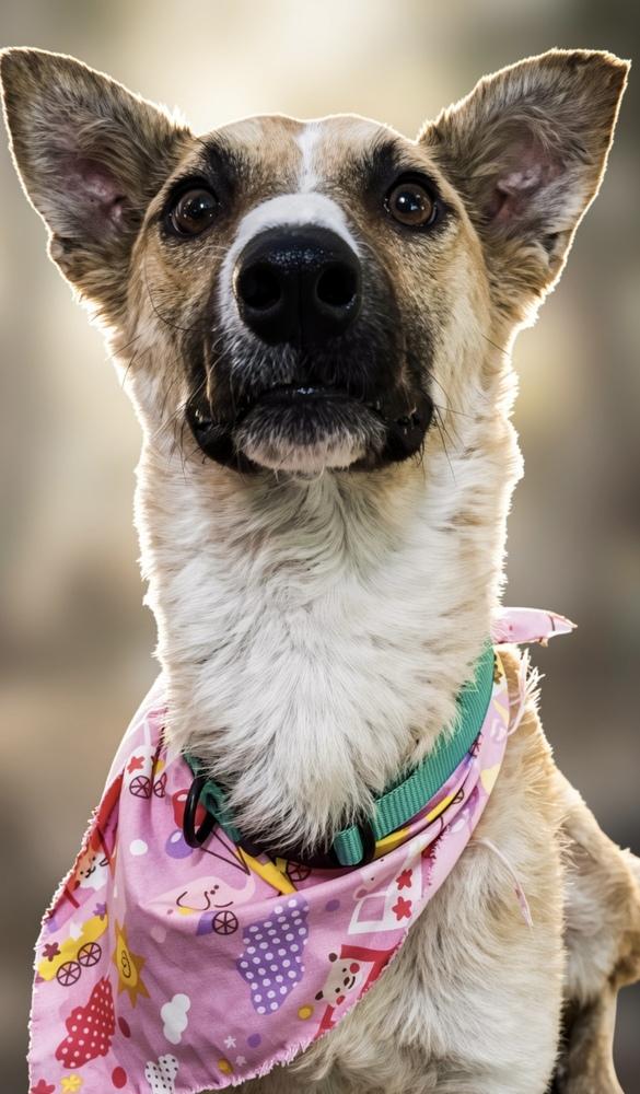 Enlarge ALESSA, a Adoptable mixed breed in Langley, BC image 3/6