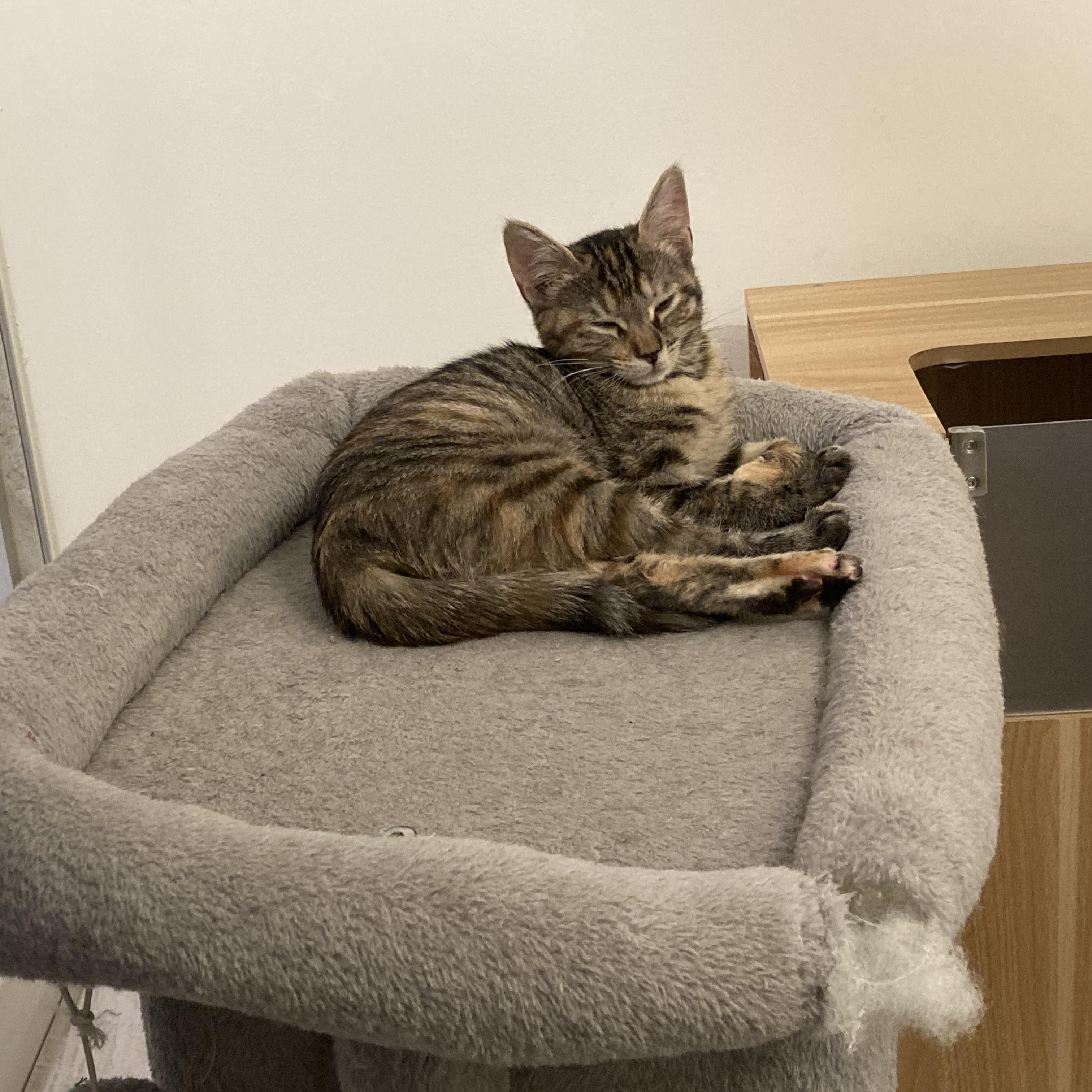 Chai , an adopted American Shorthair in Highland Park, NJ image 4/4