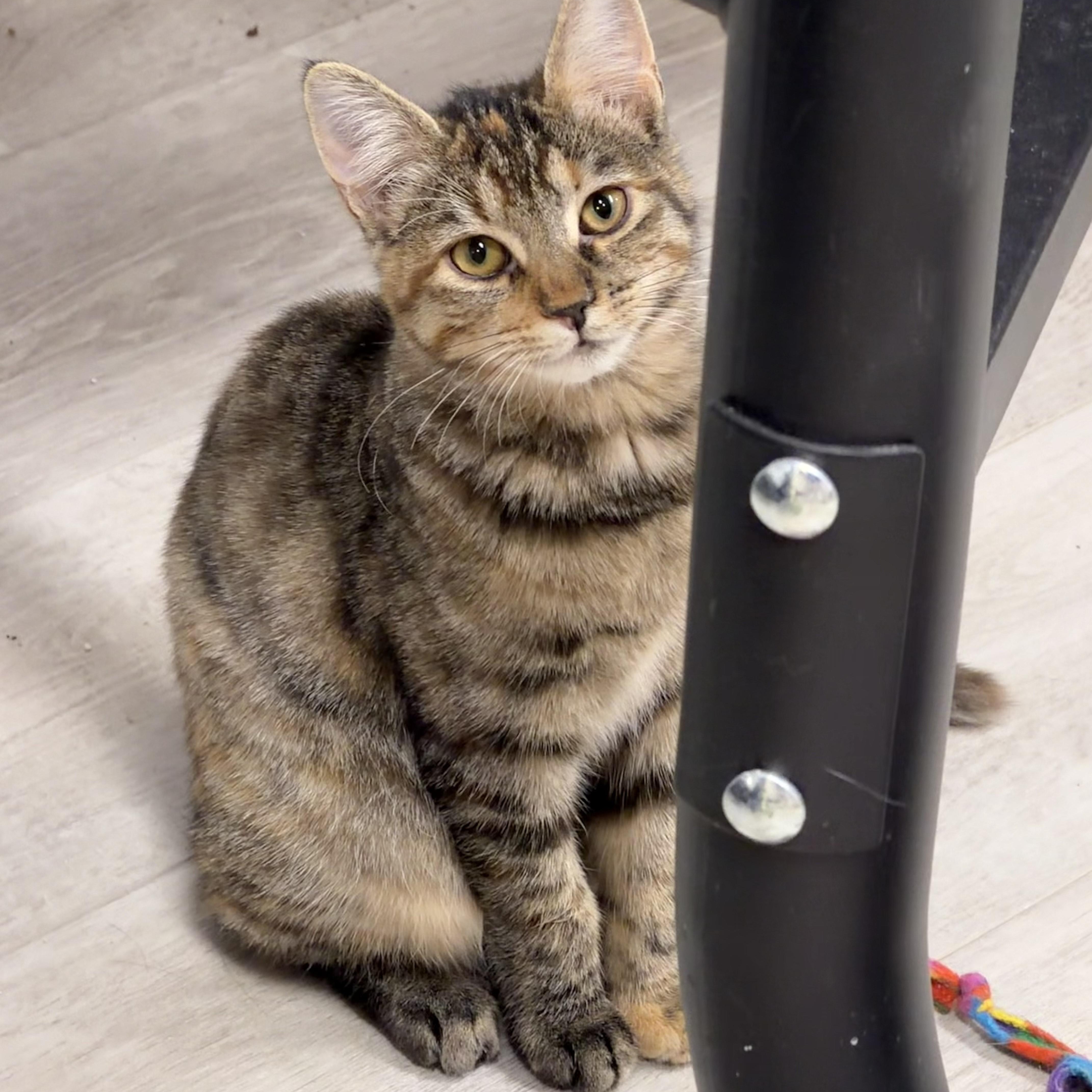 Chai , ADOPTABLE, Kitten Female American Shorthair.