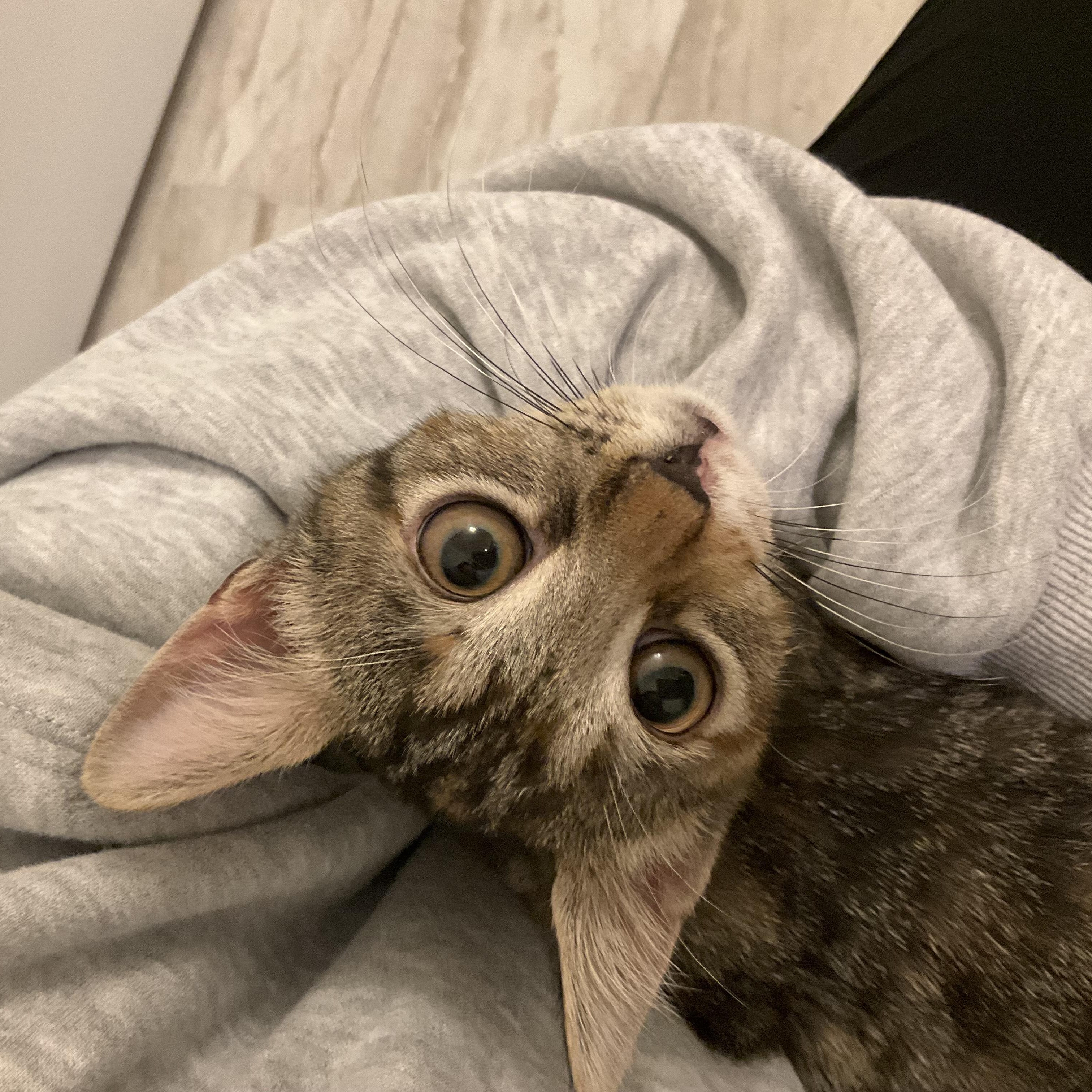 Chai , an adopted American Shorthair in Highland Park, NJ image 3/4