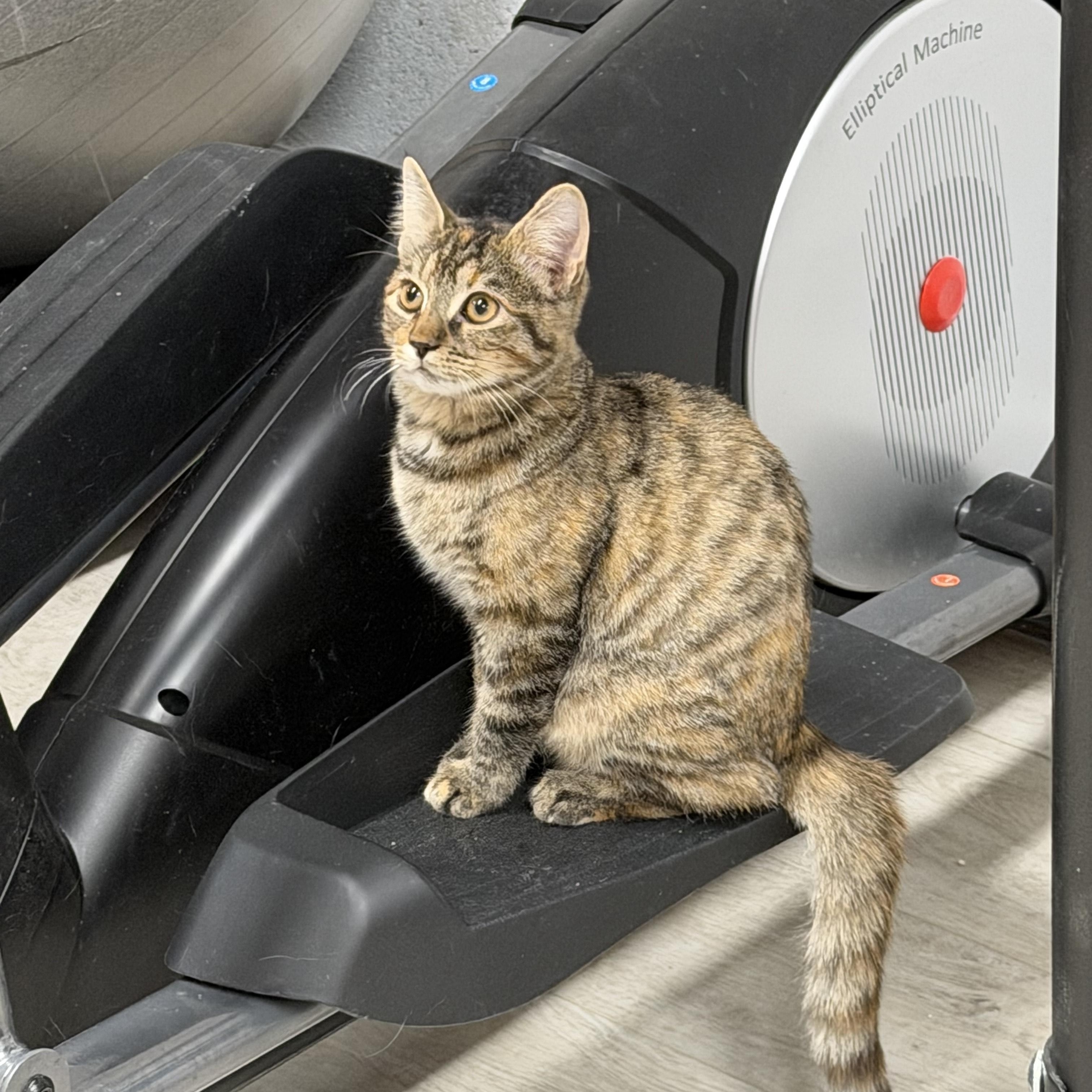 Chai , an adopted American Shorthair in Highland Park, NJ image 2/4