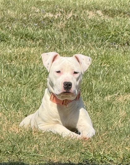 Enlarge Minnie, a Adoptable mixed breed in Wilkesboro, NC image 1/3