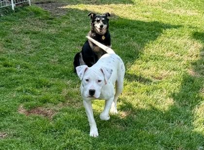 Enlarge Minnie, a Adoptable mixed breed in Wilkesboro, NC image 2/3