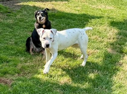 Enlarge Minnie, a Adoptable mixed breed in Wilkesboro, NC image 3/3