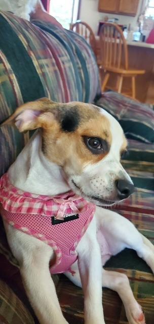Enlarge Honey, a Adopted Beagle in Auburn, IN image 2/3
