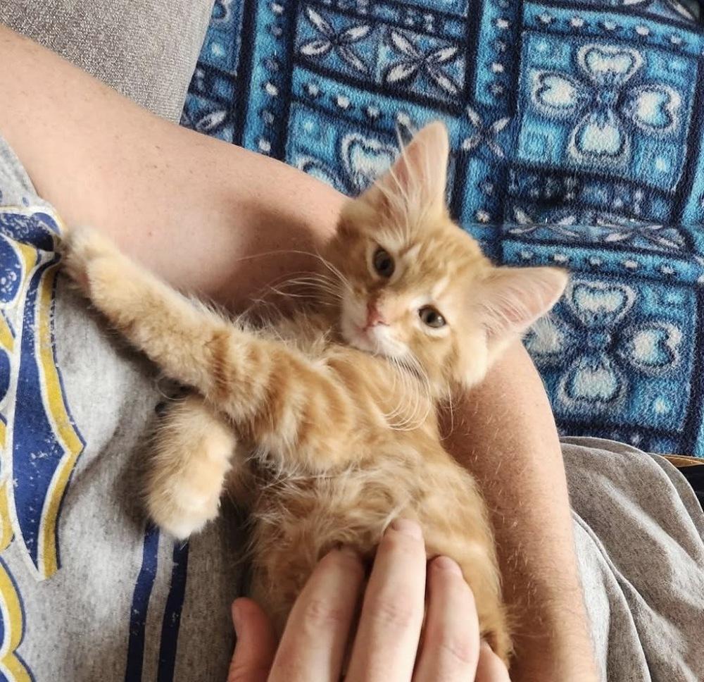 Helios, Adoptable, Kitten Male Domestic Medium Hair & Tabby.