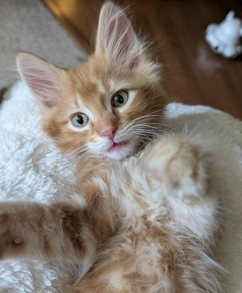 Enlarge Helios, a Adoptable mixed breed in Poplar Grove, IL image 2/6