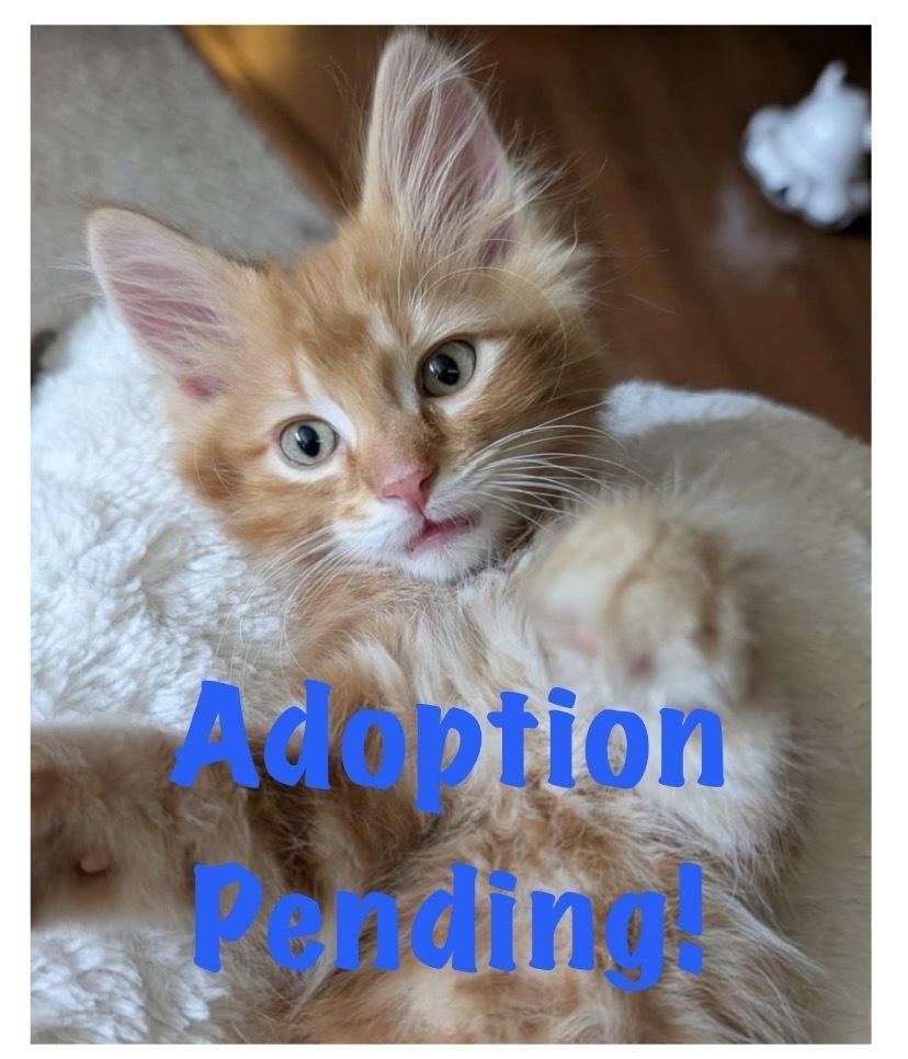 Enlarge Helios, a Adoptable mixed breed in Poplar Grove, IL image 3/6