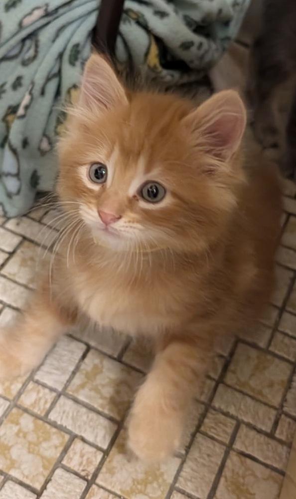 Enlarge Helios, a Adoptable mixed breed in Poplar Grove, IL image 4/6